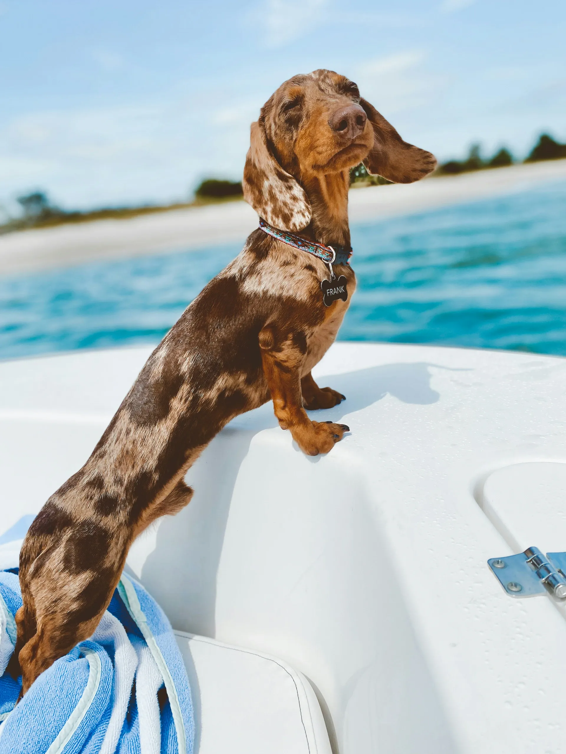 Pet-Friendly Lodging